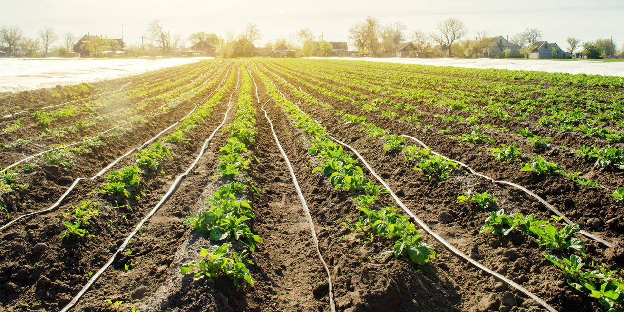 Young potatoes growing in the field are connected to drip irrigation. Agriculture landscape. Rural plantations. Farmland Farming. Selective focus.